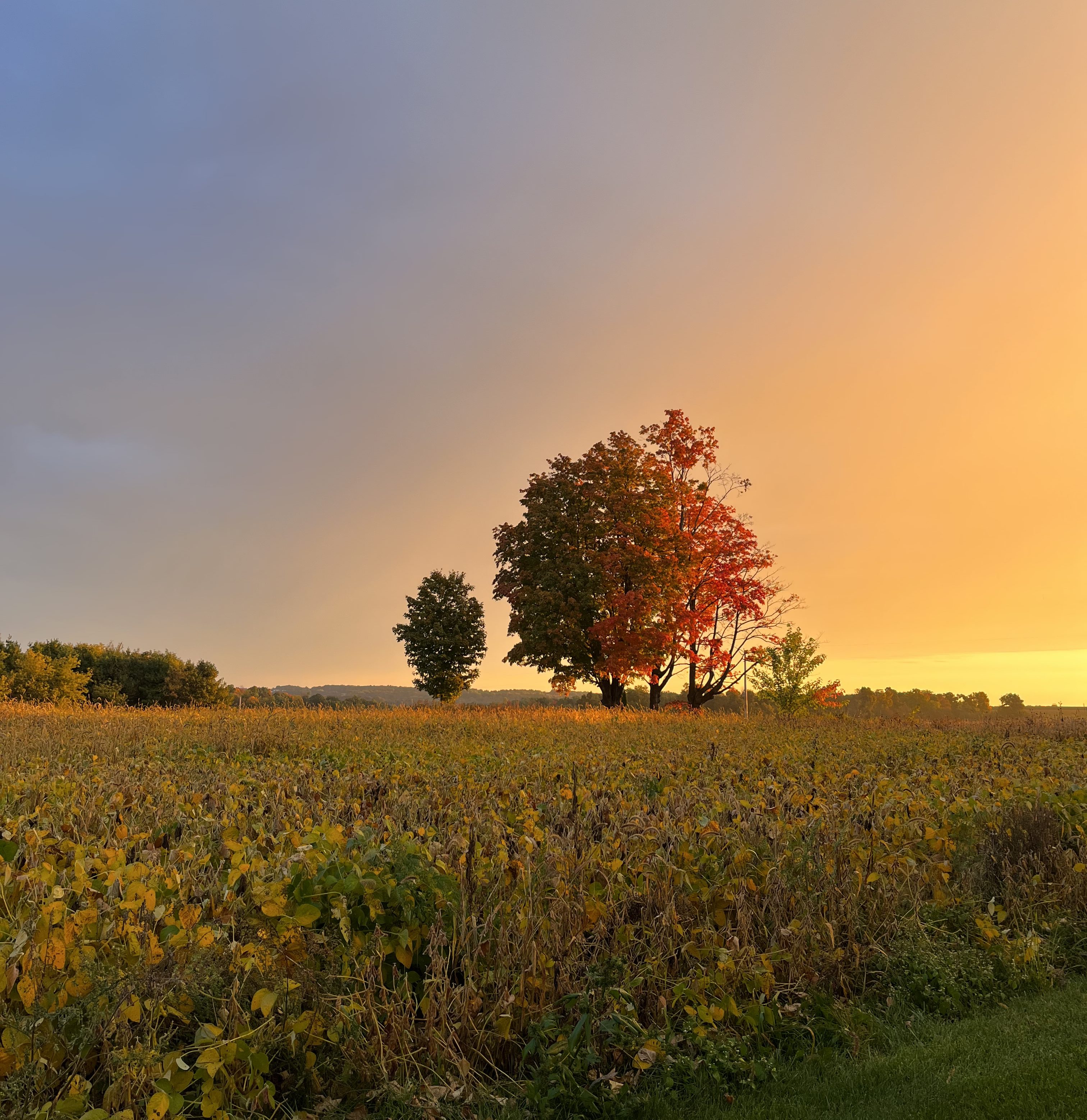 Symbel-wynn Reflections